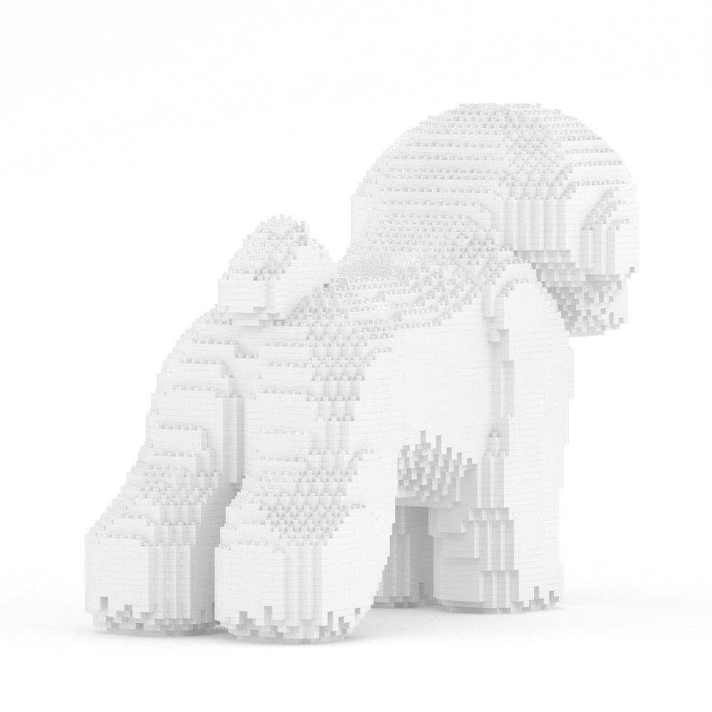 Bichon Frise 02