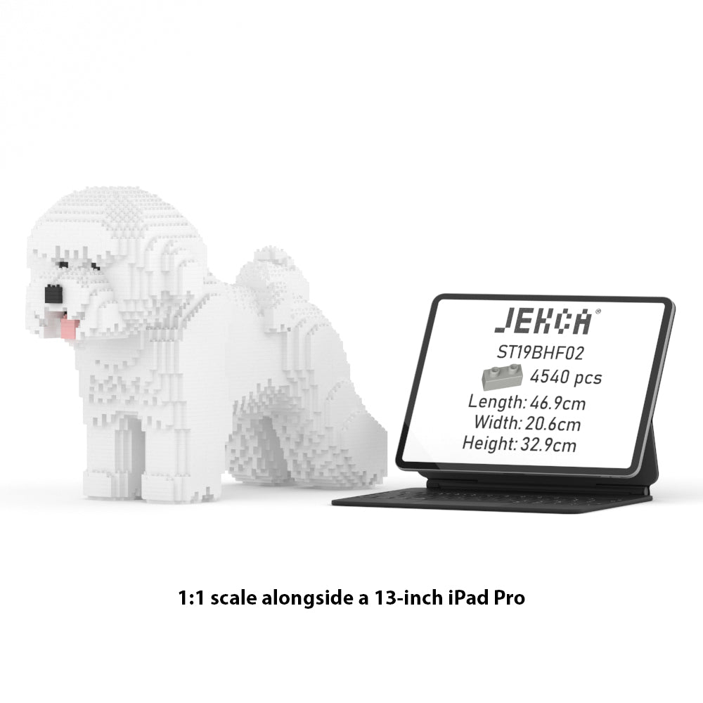 Bichon Frise 02