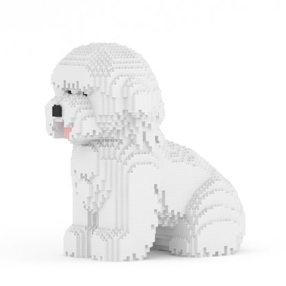 Bichon Frise 03