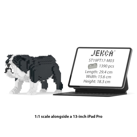 English Bulldog 01-M04