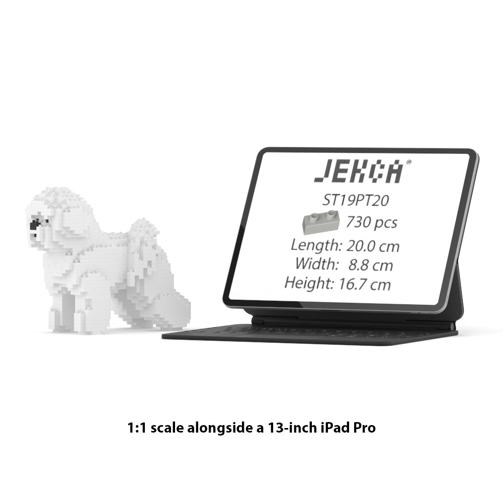 Bichon Frise 01