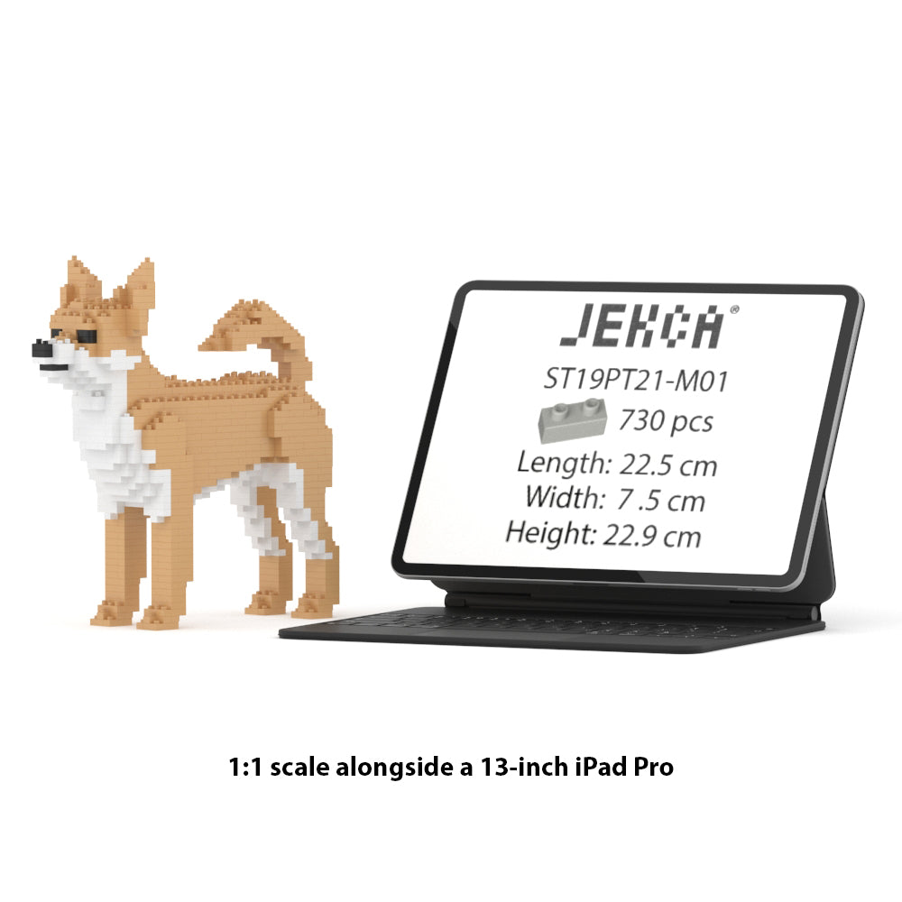 Chihuahua 01-M01