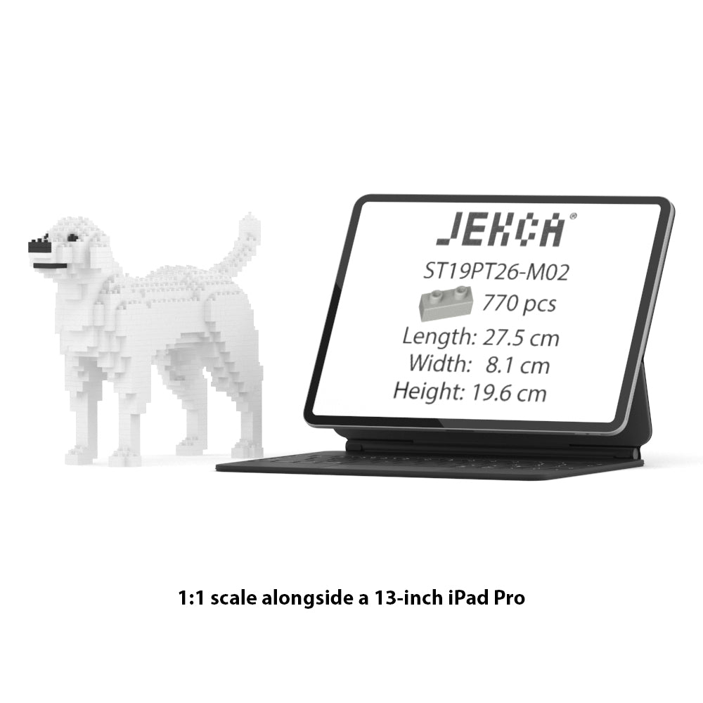 Labrador Retriever 01-M02