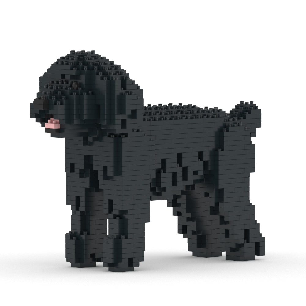 Toy Poodle 01-M02