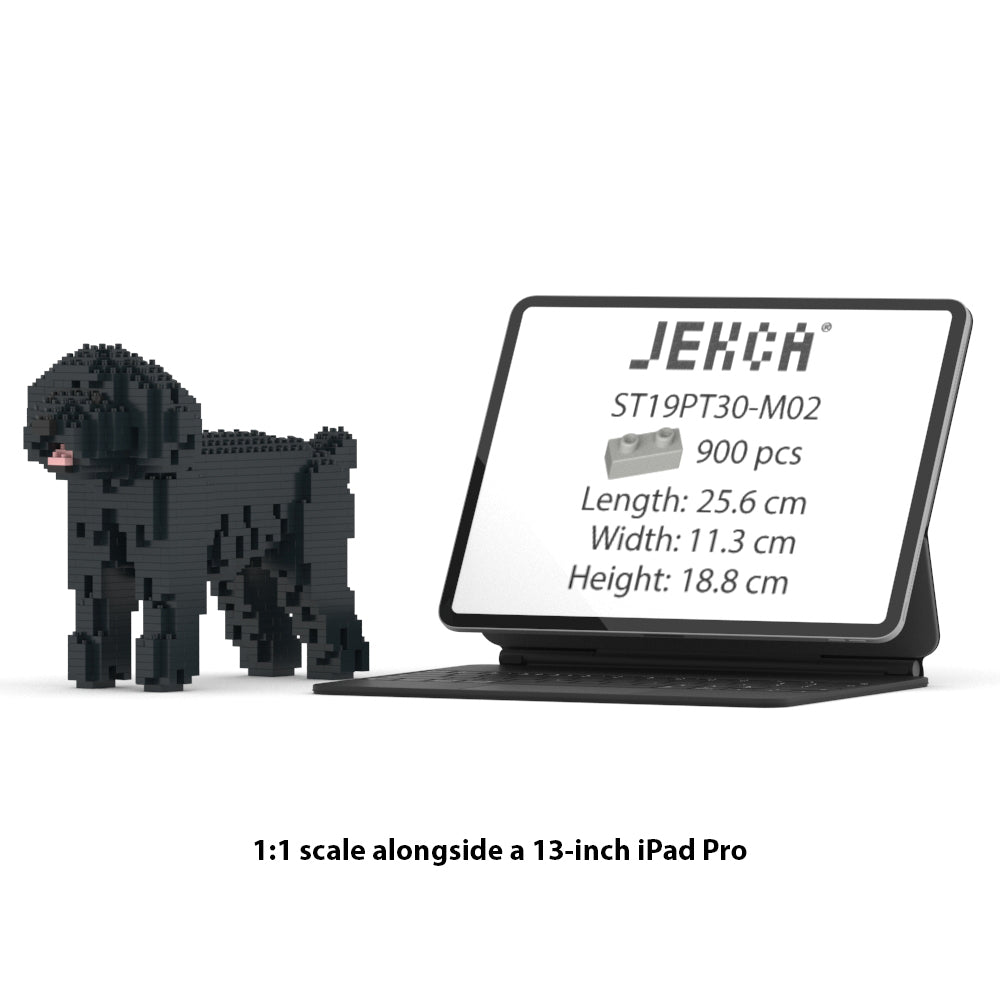 Toy Poodle 01-M02