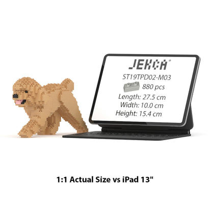 Toy Poodle 02-M03
