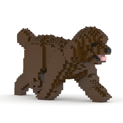 Toy Poodle 02-M05