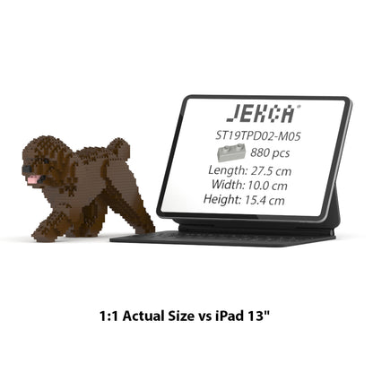 Toy Poodle 02-M05