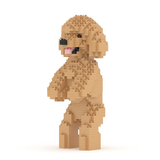 Toy Poodle 04-M03