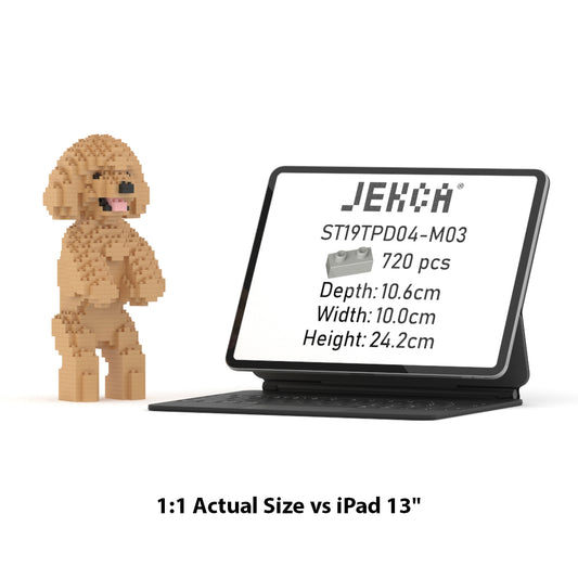 Toy Poodle 04-M03