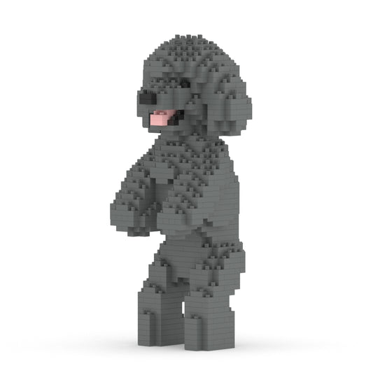 Toy Poodle 04-M06