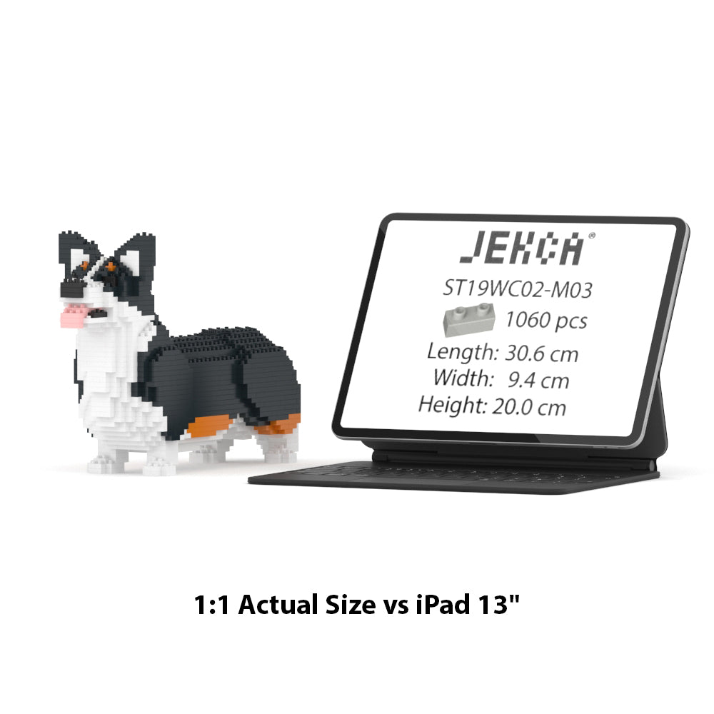 Welsh Corgi 02-M03