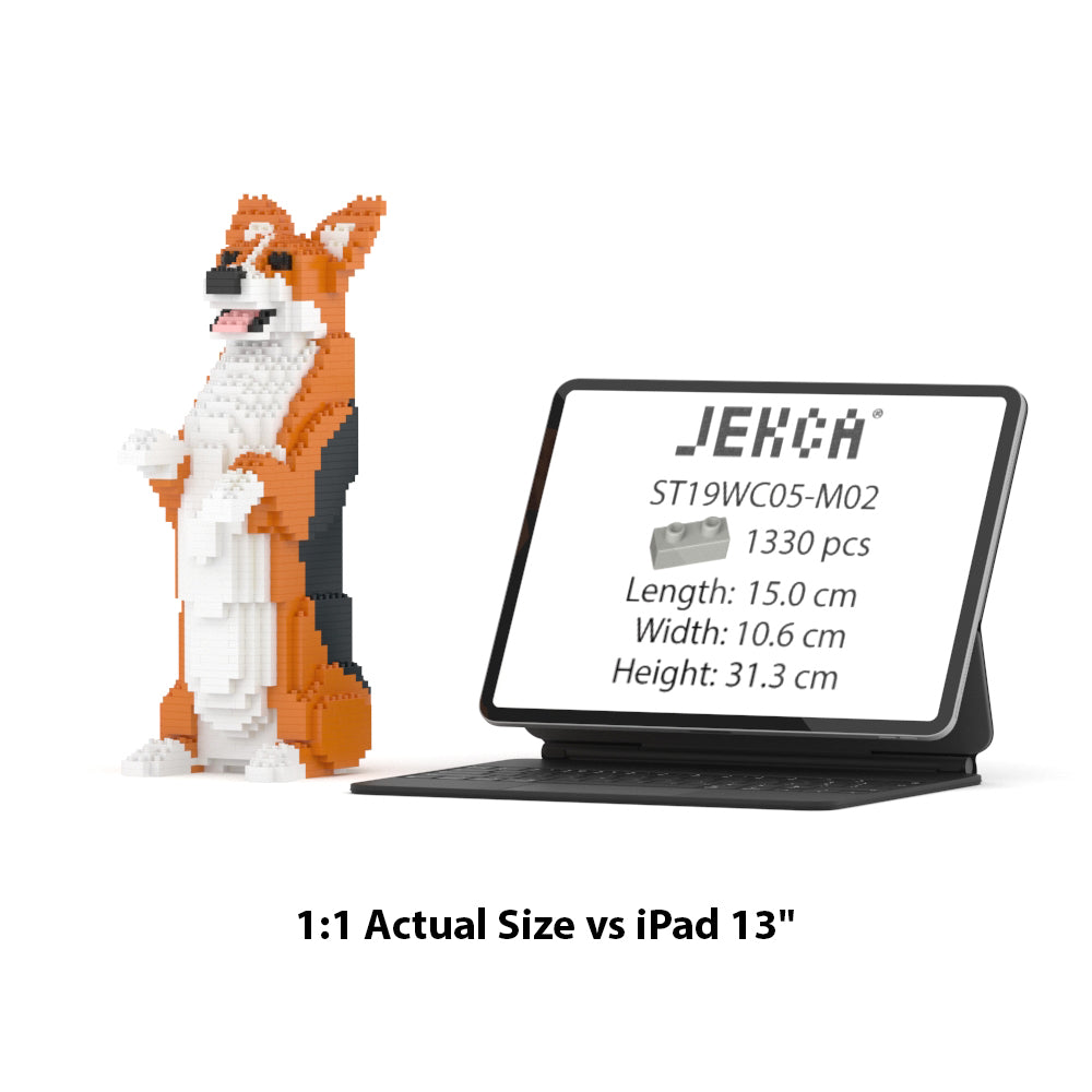 Welsh Corgi 05-M02