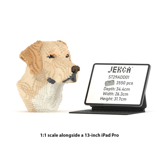 Labrador Bust 01