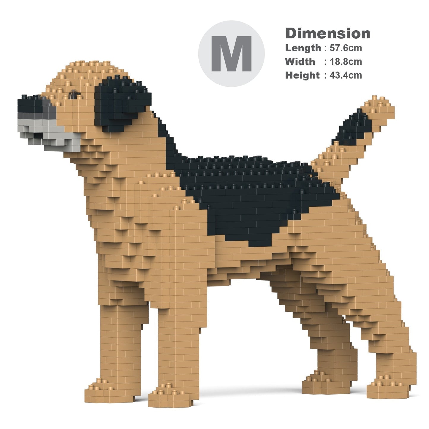 Border Terrier 01-M01