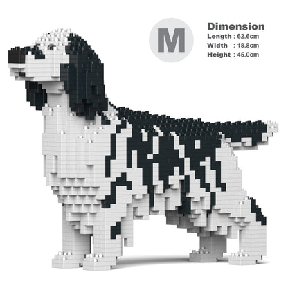 English Setter 01-M02