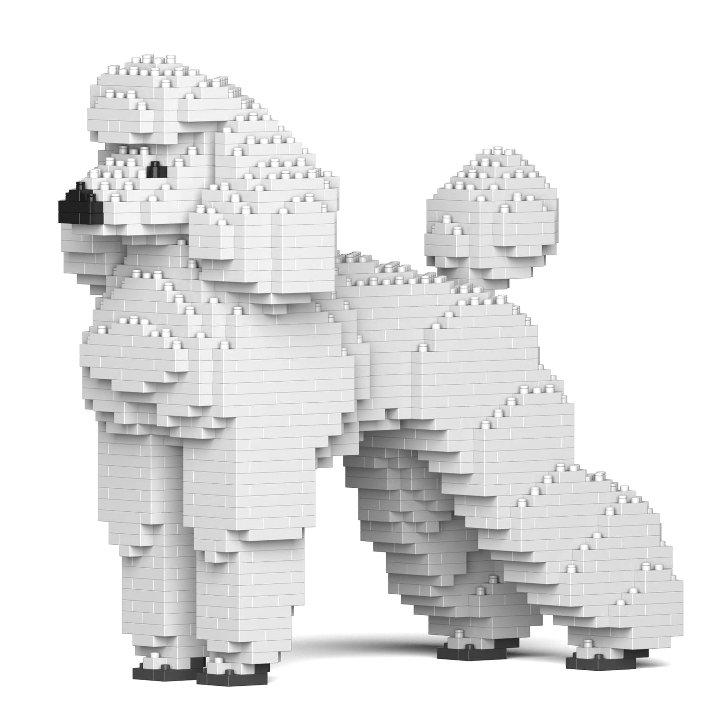 Standard Poodle 01-S01