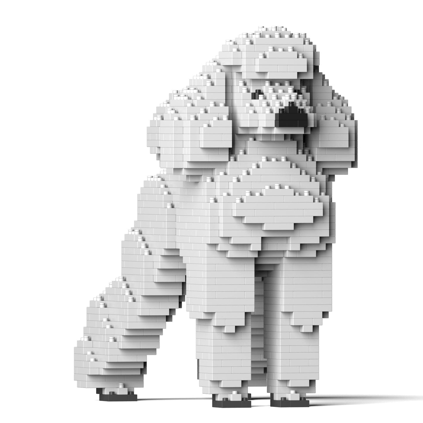 Standard Poodle 01-S01