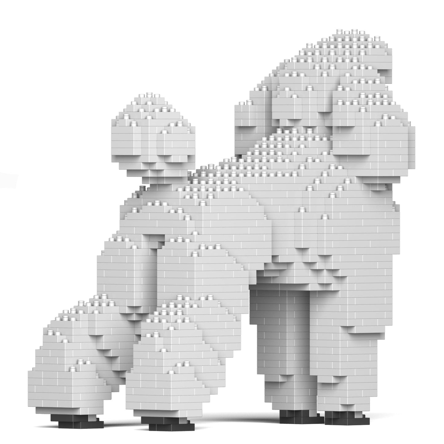 Standard Poodle 01-S01