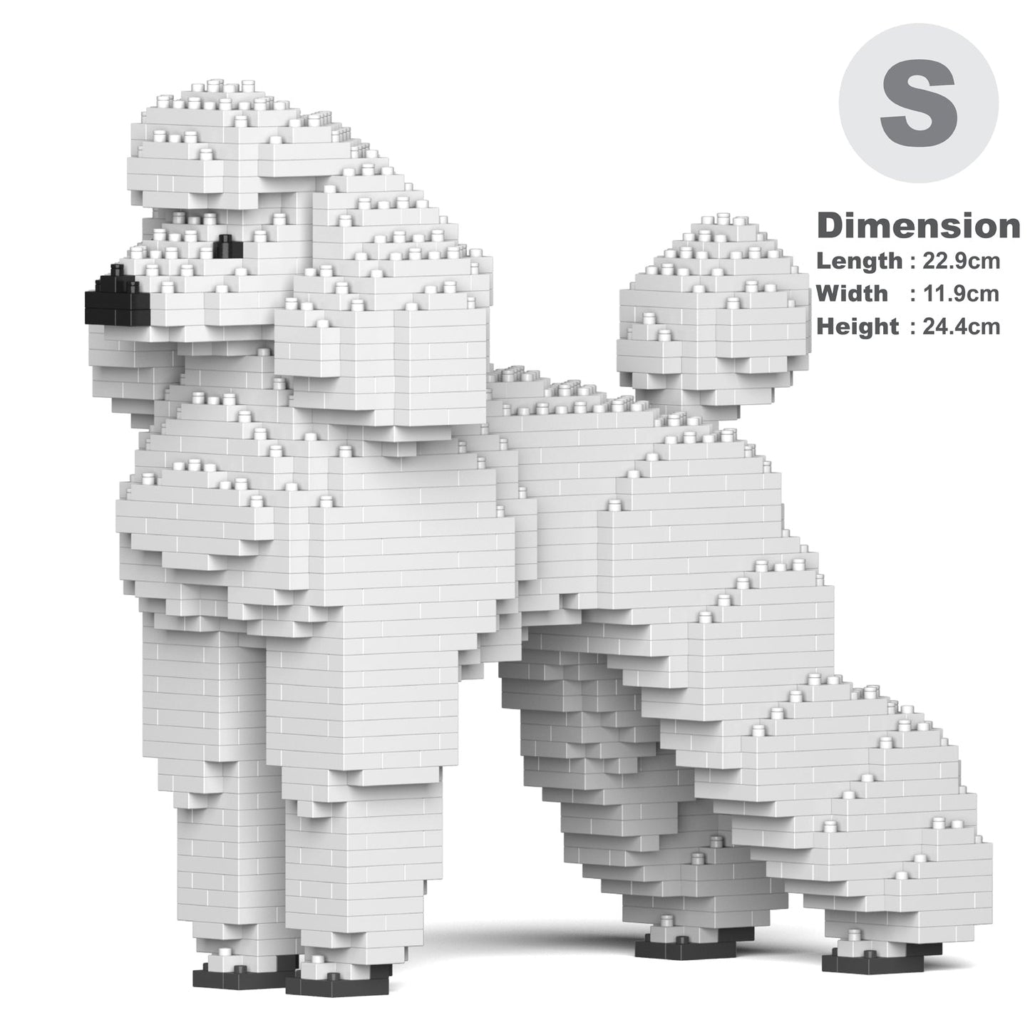 Standard Poodle 01-S01