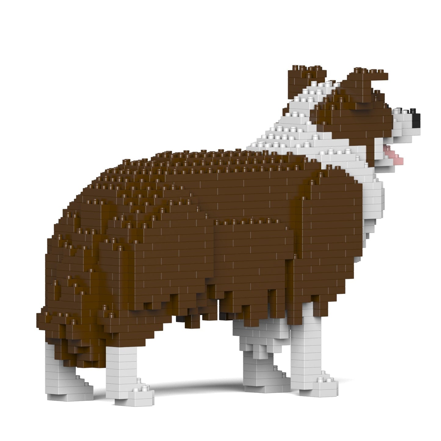 Border Collie 01-M02