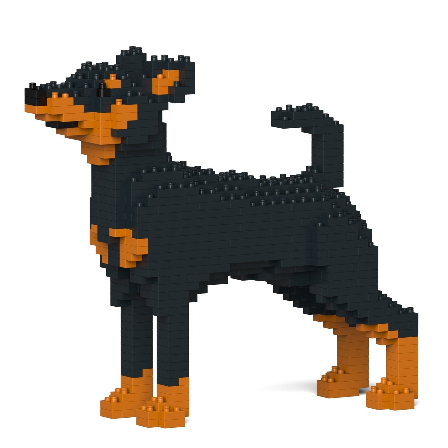 Miniature Pinscher 01-M01