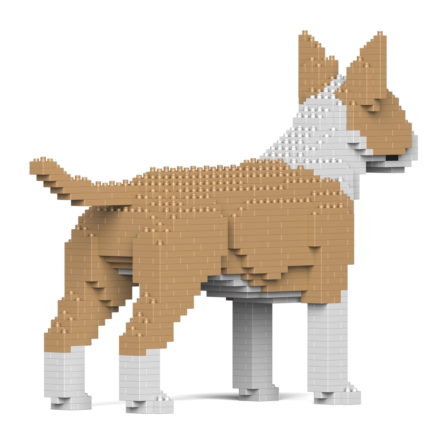 English Bull Terrier 01-M04