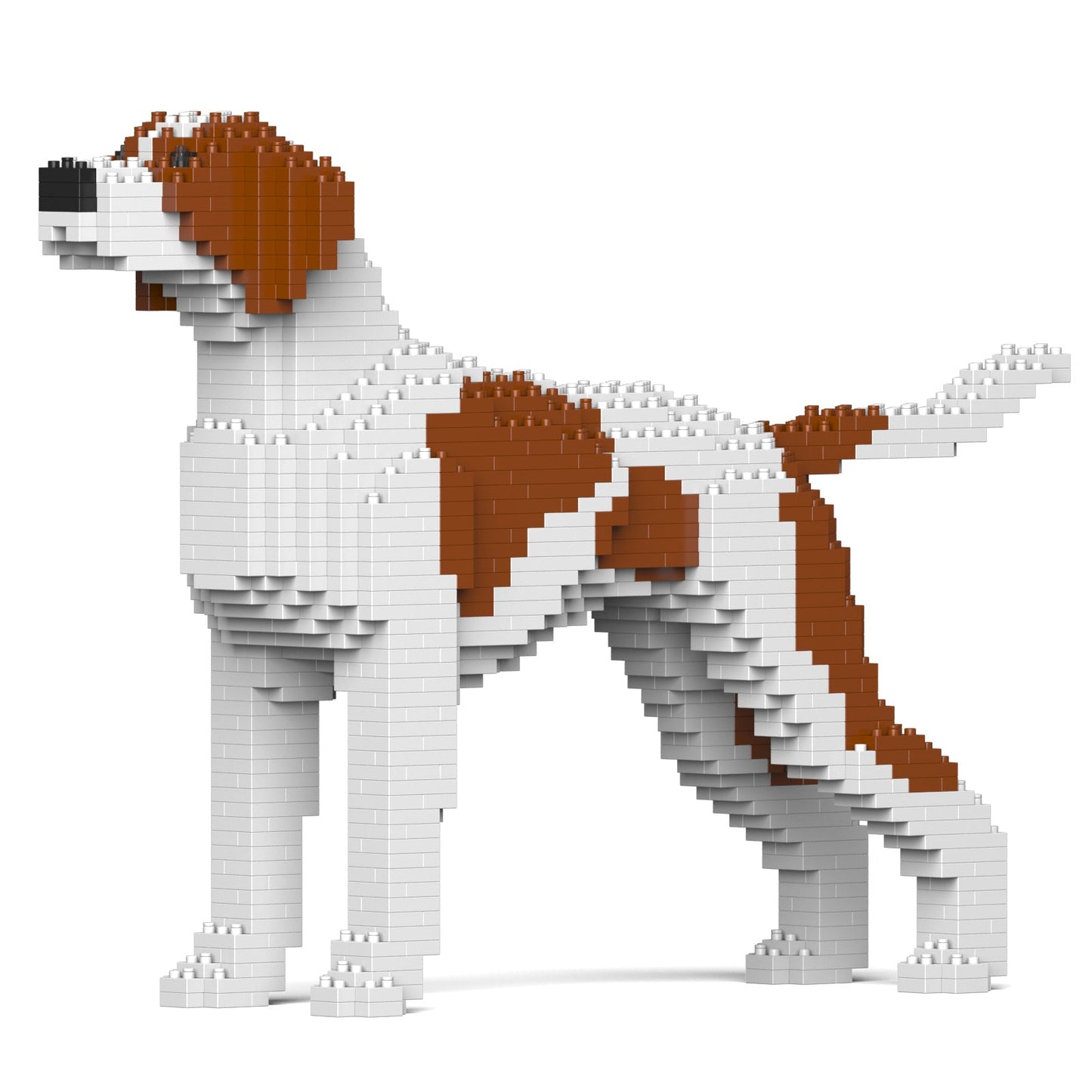 English Pointer 01-M01