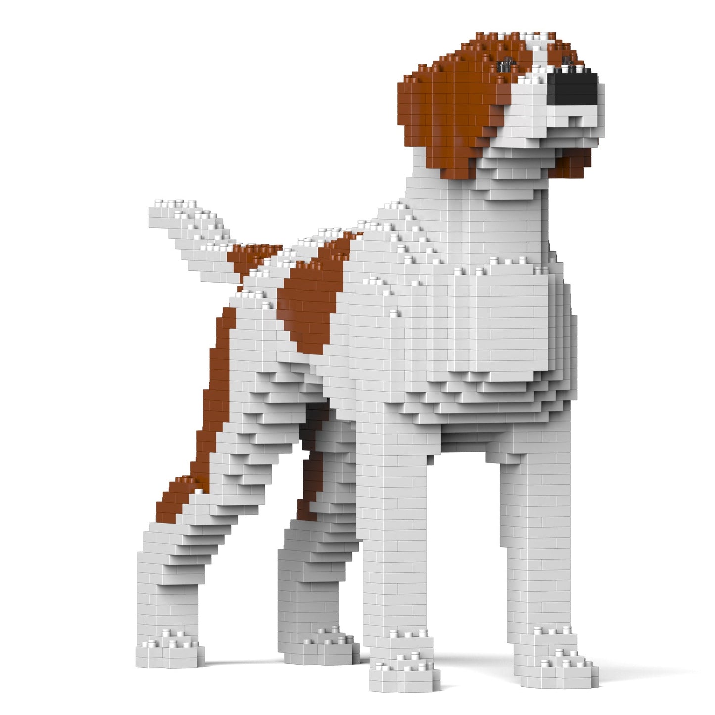 English Pointer 01-M01