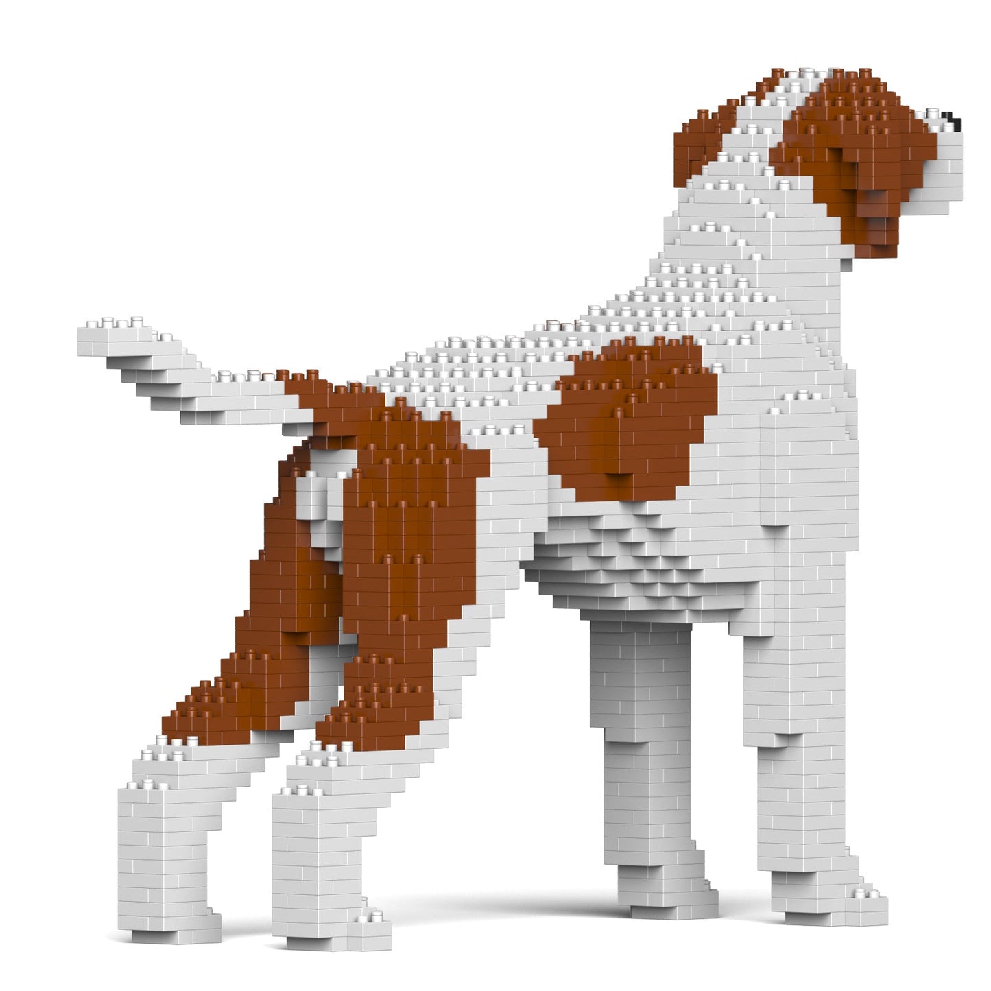 English Pointer 01-M01