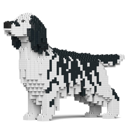 English Setter 01-M02