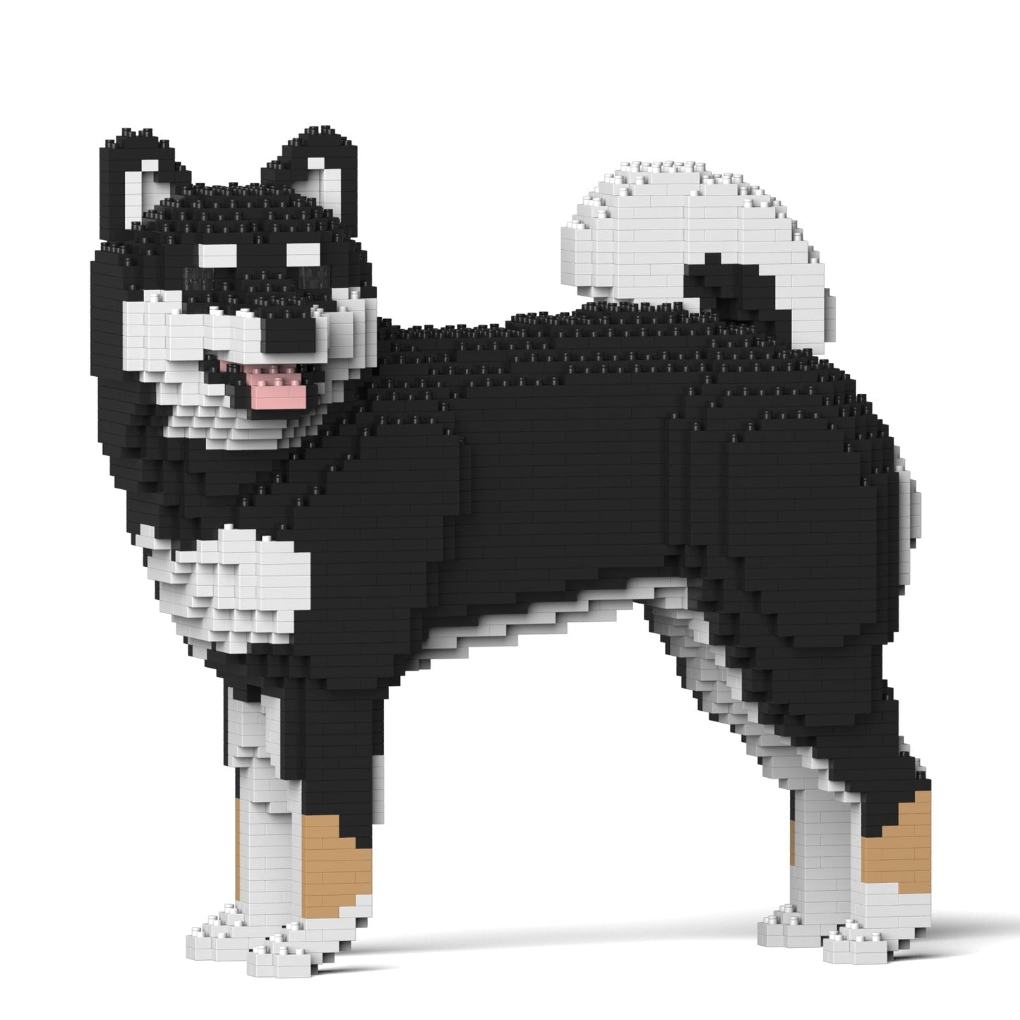 Shiba Inu 02-M01